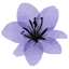 Adlily Icon